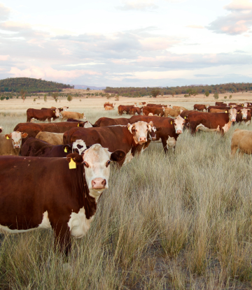 Margin Volatility in Cattle and Beef Markets | Supply Chain Scene